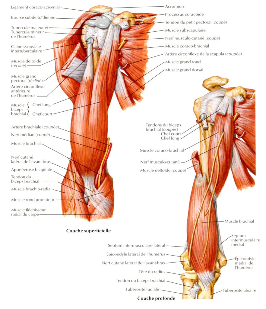 planche anatomique bras