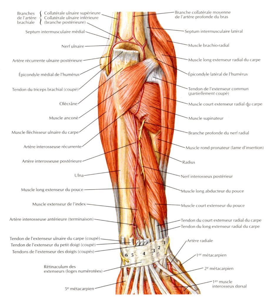planche anatomique bras