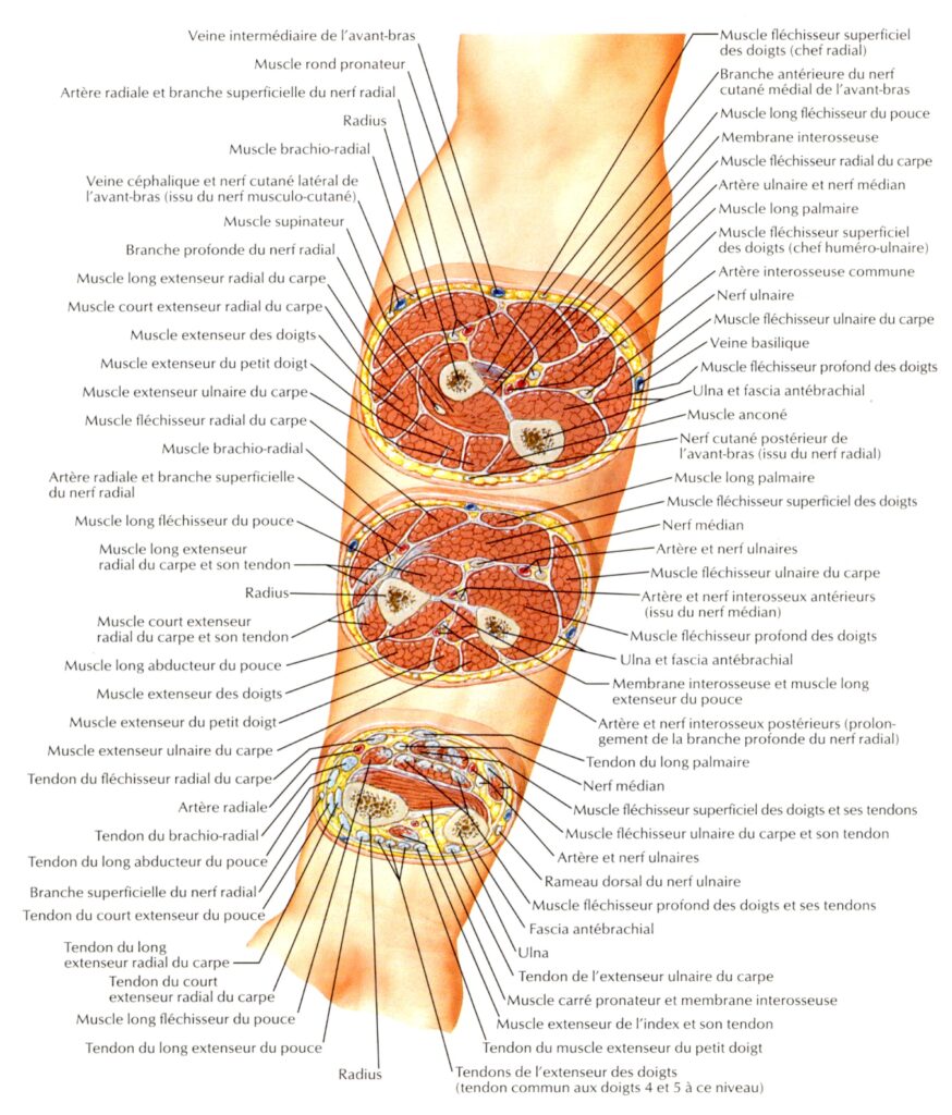 planche anatomique bras