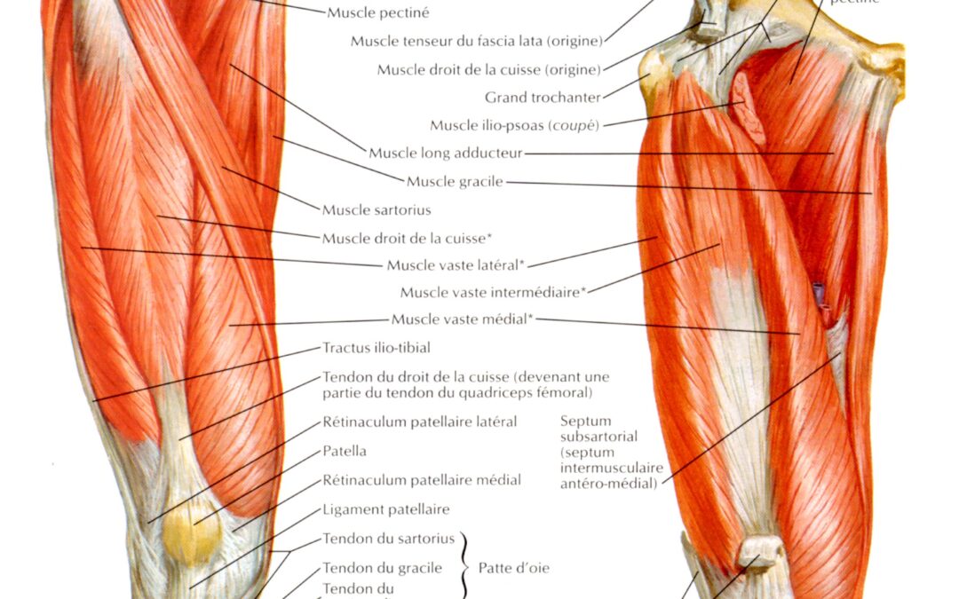 Questionnaire Anatomie STAPS