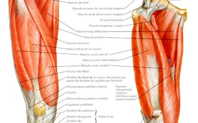 Questionnaire Anatomie STAPS