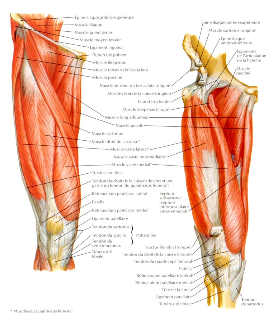 anatomie membres inférieurs