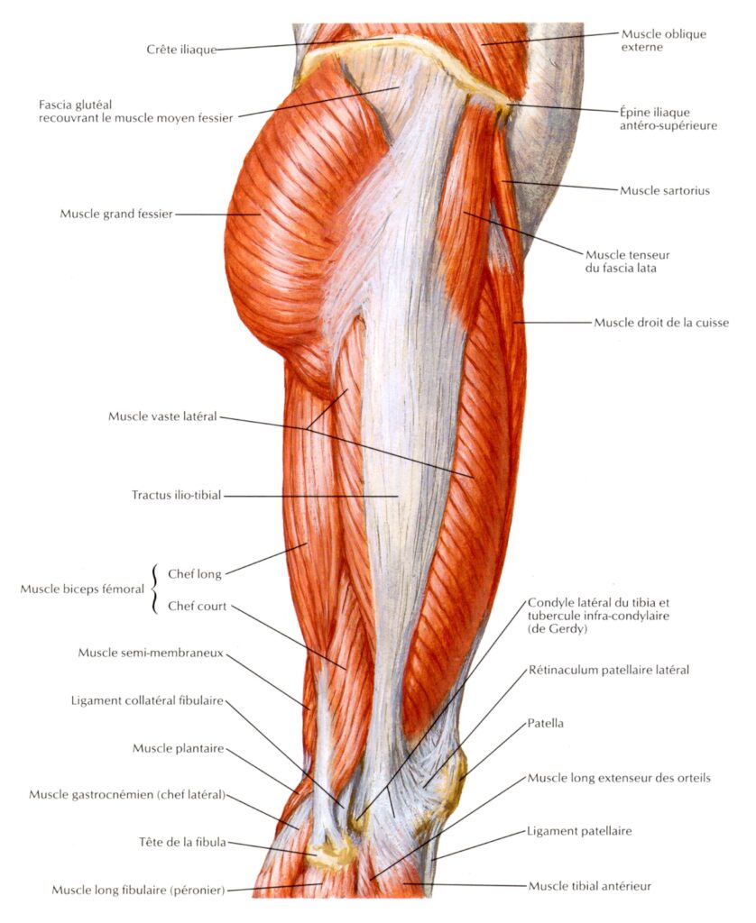 anatomie membres inférieurs