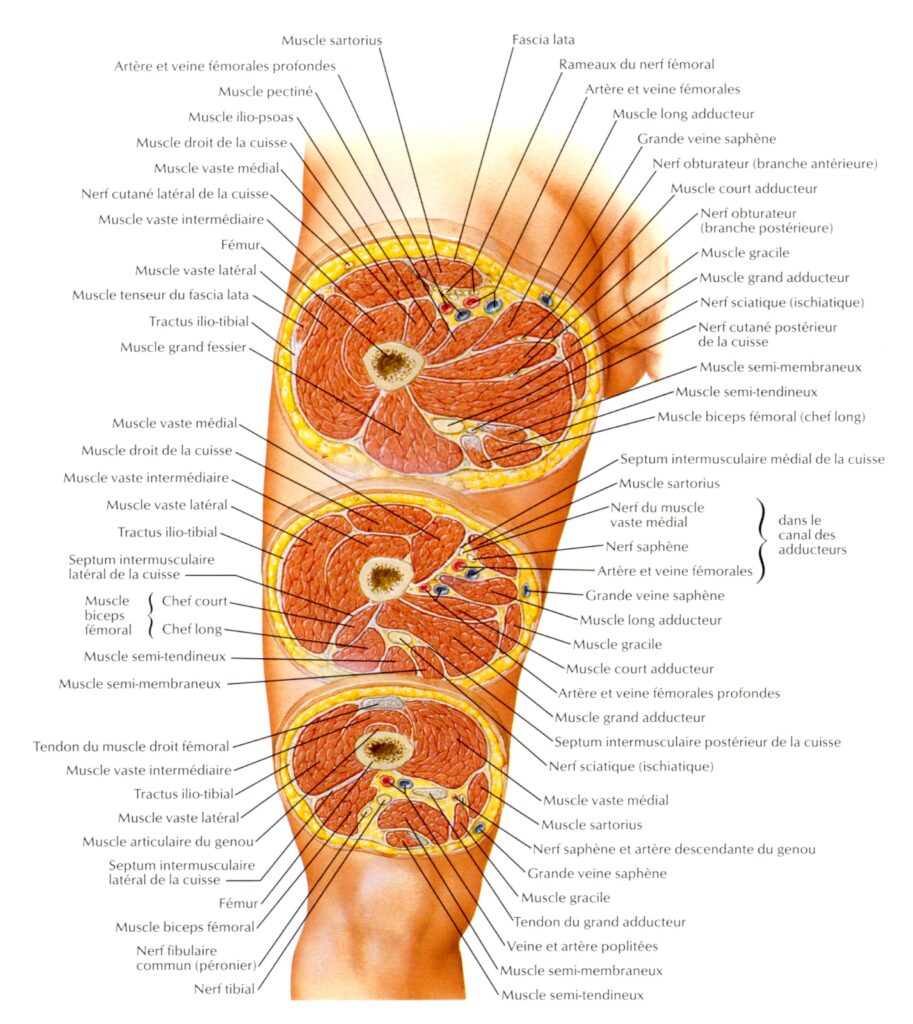 anatomie membres inférieurs