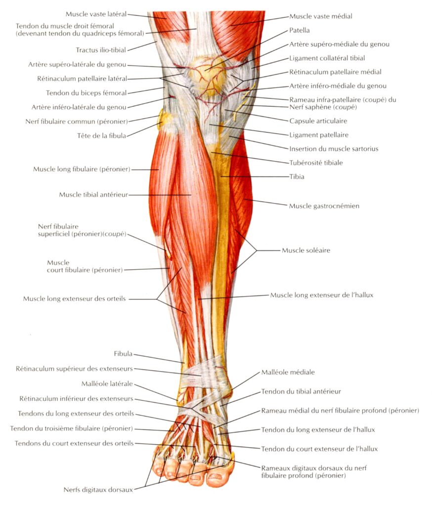 anatomie membres inférieurs